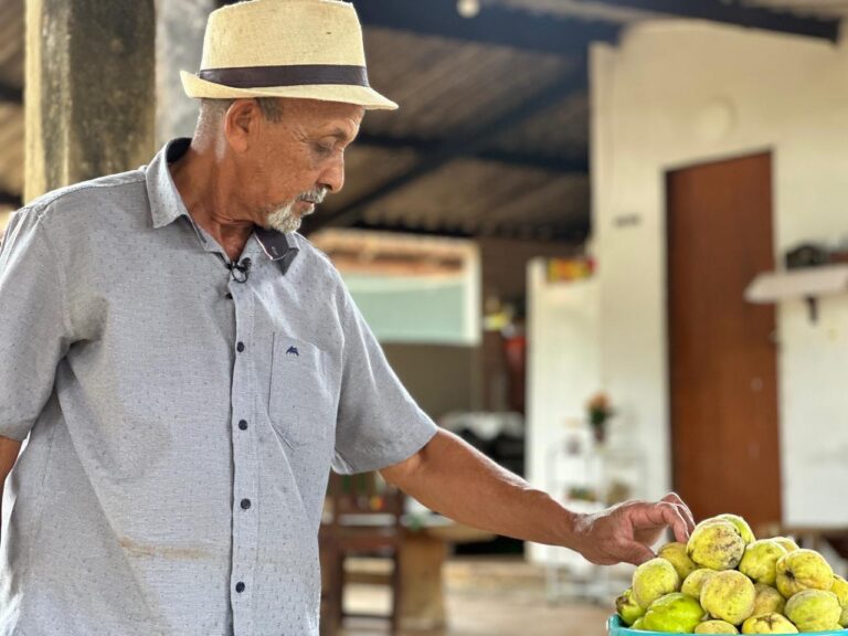 marmelo-antes-do-final-768x576-1 Cidade Ocidental celebra a colheita do marmelo no Quilombo Mesquita